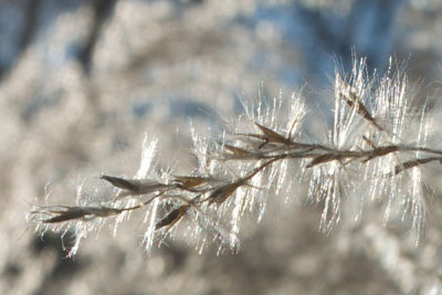 coolAtest2 rpp crop.jpg