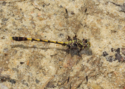 Progomphus obscurus - Common Sanddragon