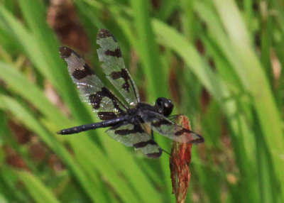 Celithemis fasciata - Banded Pennant