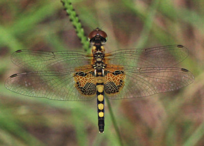 Celithemis amanda - Amandas Pennant