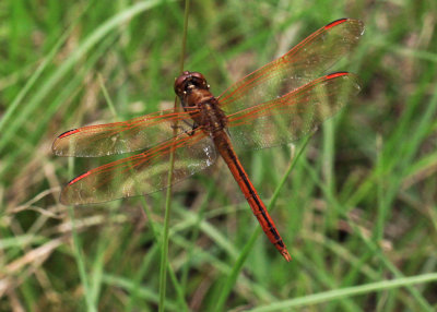 Libellula needhami - Needhams Skimmer
