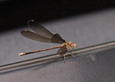 Argia fumipennis - Variable Dancer Smoky-winged female