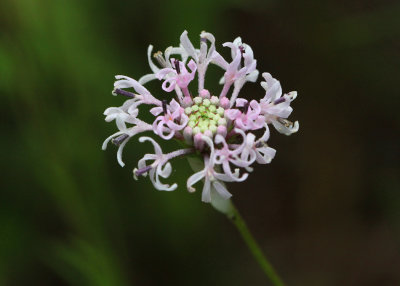 Barbaras Button - Marshallia graminifolia 