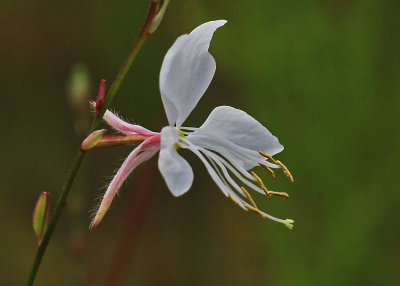 Southern Gaura - Gaura angustifolia