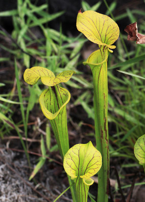 Yellow Pitcher-plant - Sarracenia flava 
