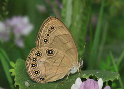 Appalachian Brown Satyrodes appalachia 