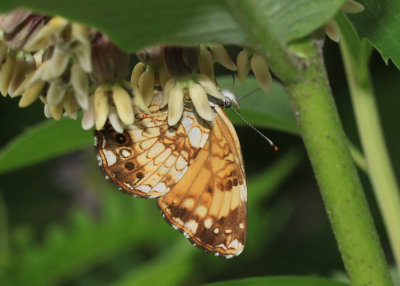 Silvery  Checkerspot Chlosyne nycteis