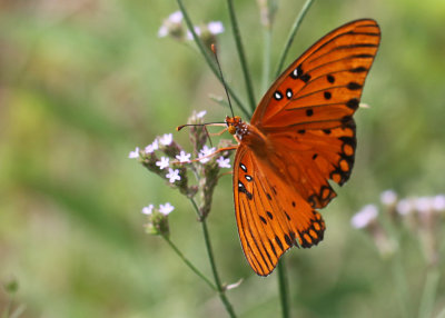 Gulf Frittilary - Agraulis vanillae 