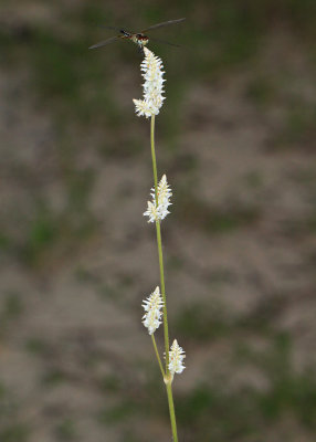Tall Cottonweed - Froelichia floridana 
