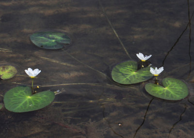 Little Floating Hearts - Nymphoides cordata