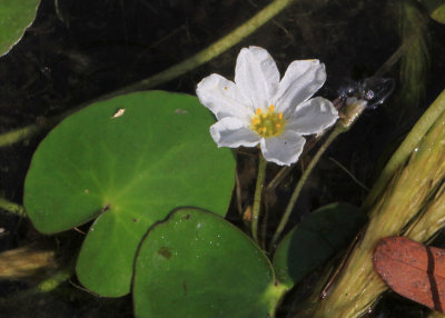 Little Floating Hearts - Nymphoides cordata 