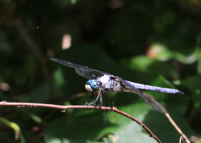 Great Blue Skimmer - Lilbellula vibrans