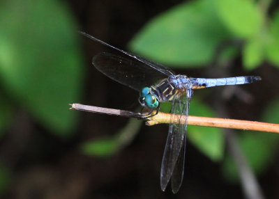 Blue Dasher - Pachydiplax longipennis