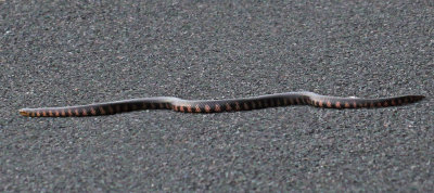 Mud Snake - Farancia abacura