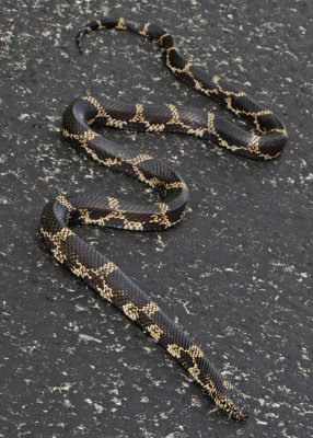 Eastern Kingsnake - Lampropeltis getula 