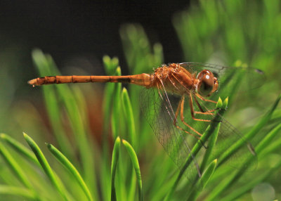 Sympetrum vicinum - Autumn Meadowhawk