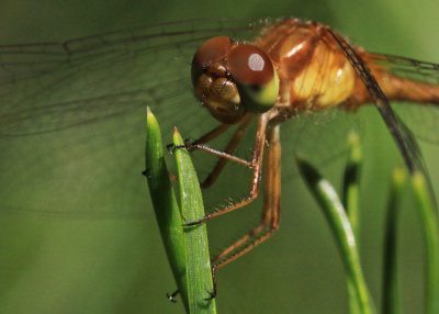 Sympetrum vicinum - Autumn Meadowhawk