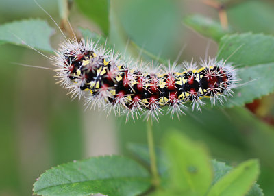 caterpillar at Harrison Lake 