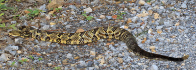 Timber Rattlesnake