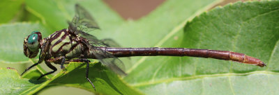 Stylurus plagiatus - Russet-tipped