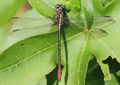 Stylurus plagiatus - Russet-tipped