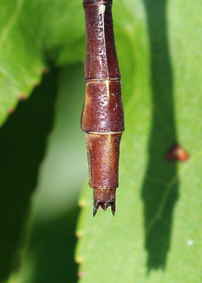 Stylurus plagiatus - Russet-tipped Clubtail