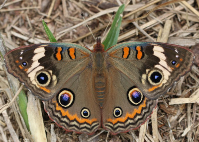 Buckeye - Junonia coenia