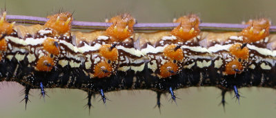 Buckeye - Euonymus americanus caterpillar details 