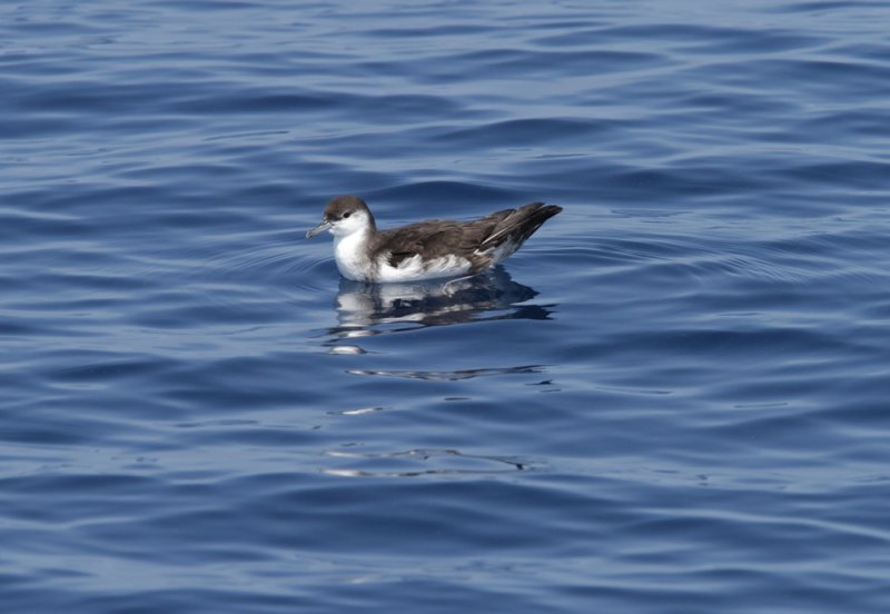 Audubons Shearwater