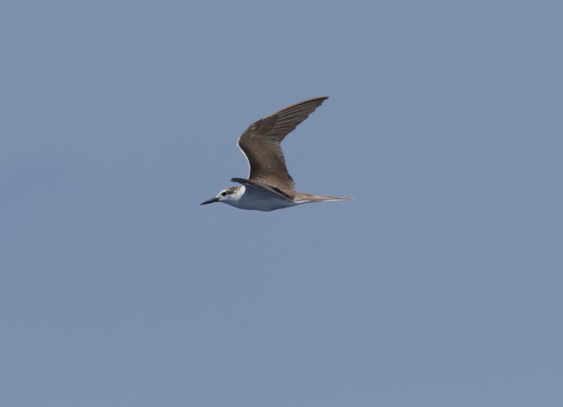 Bridled Tern