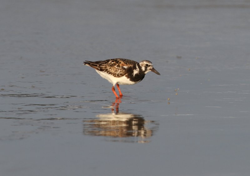 Ruddy Turnstone