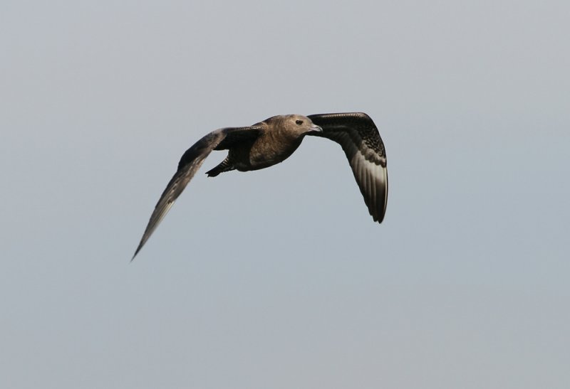 Pomarine Jaeger