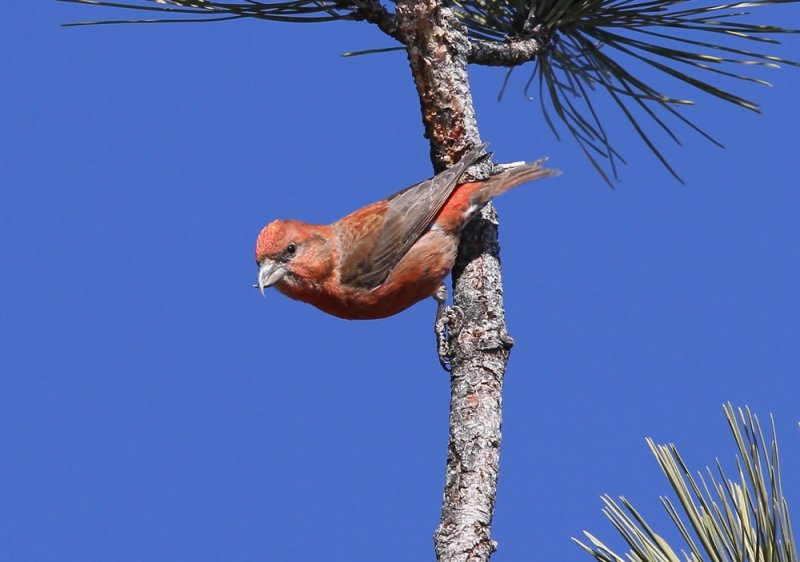 Red Crossbill