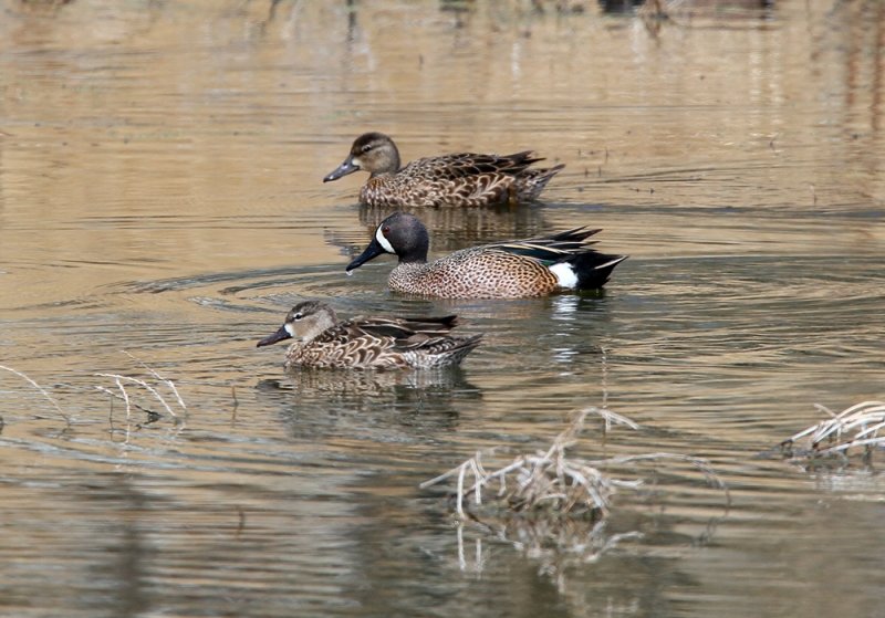 Blue-winged Teal