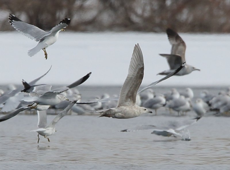 Glaucous-winged Gull