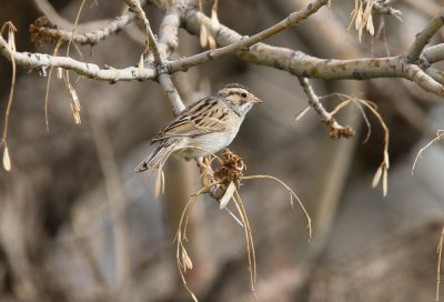 Clay-colored Sparrow