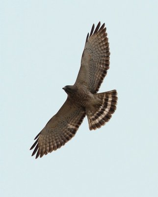 Broad-winged Hawk