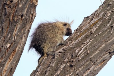 Porcupine