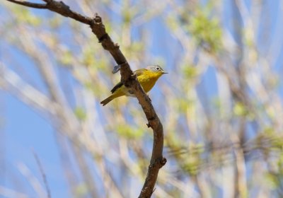 Nashville Warbler