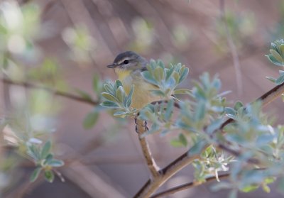 Philadelphia Vireo