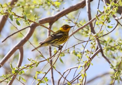 Cape May Warbler