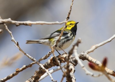 Black-throated Green X Townsend's Warbler
