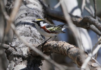 Chestnut-sided Warbler