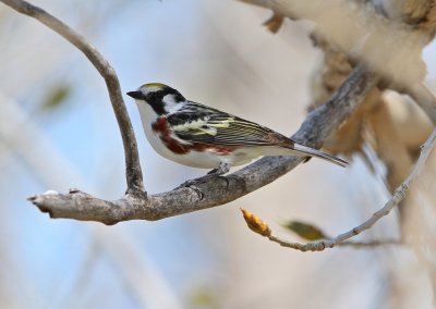 Chestnut-sided Warbler