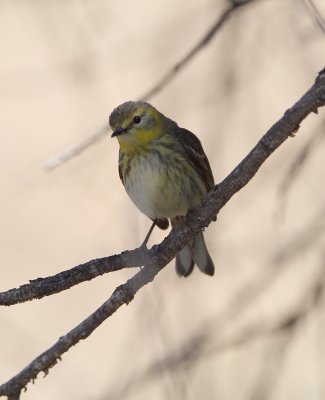 Cape May Warbler