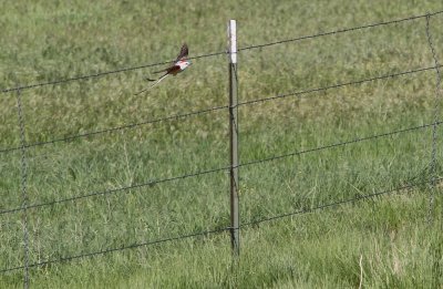 Scissor-tailed Flycatcher