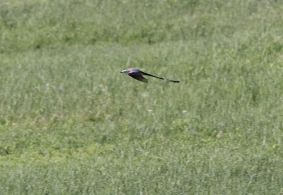 Scissor-tailed Flycatcher