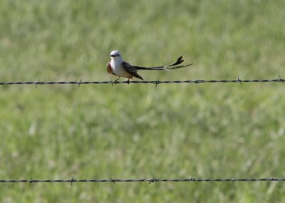 Scissor-tailed Flycatcher