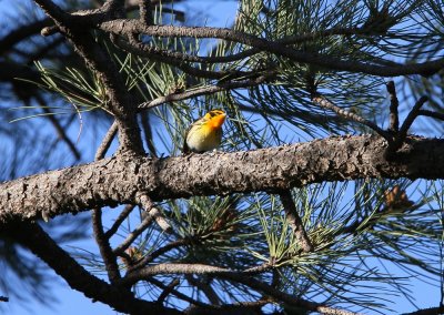 Blackburnian Warbler