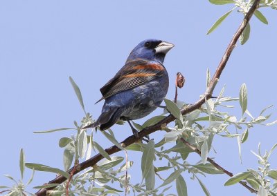 Blue Grosbeak